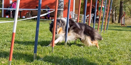 Agility Marraskuun kisat hallilla