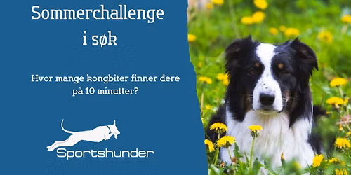 Sommer-challenge i s\u00f8k