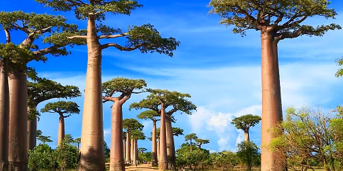 wiLIVE Madagaskar