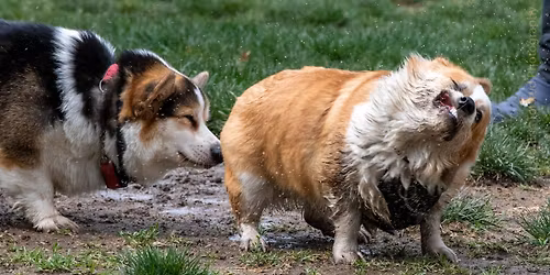 Saugstad Dog Park - Big Meet