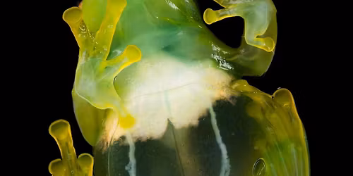 LAST JUNIOR HERPETOLOGIST CLUB OF THE YEAR!