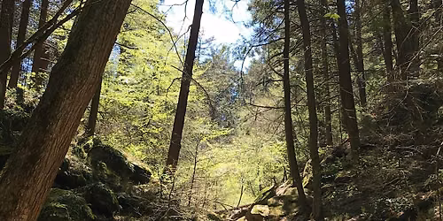 Old-Growth Forest Hike at Ice Glen with Bob Leverett- Berkshire County, MA