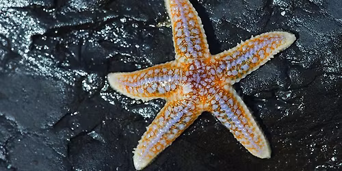 Extreme Rockpool Safari - South Bay, Scarborough