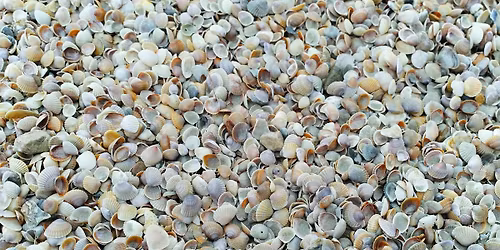 NEW! Volunteer Micro-Mollusk Community Science Event