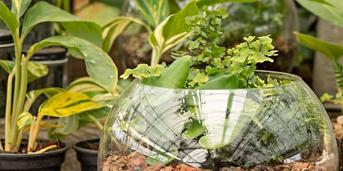 DIY Tropical Terrarium