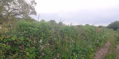The Life of the Hedgerow