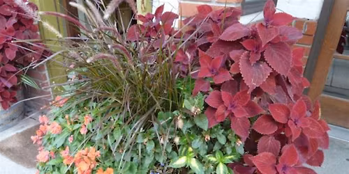 Successful Gardener - Container Gardening