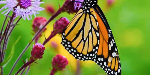 Butterfly Gardening