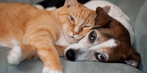 Unforgettable Night to Save Innocent Animals