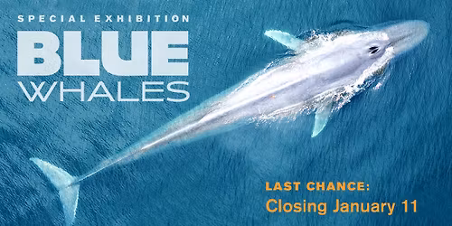 Blue Whales: Closing January 11