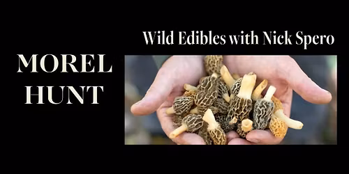 Wild Edibles: Morel Hunt with Nick Spero