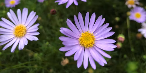 Greenplan Plant Sales