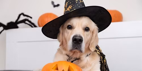 Spooky Puppy Pawty