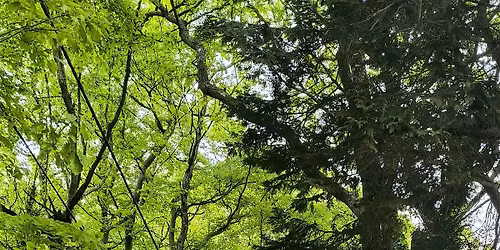 Forest Bathing, Sevenoaks