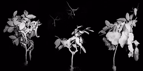 Que font les insectes la nuit? \u00c9change avec des expertes de l\u2019Insectarium