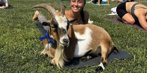 Totes Goats Goat Yoga