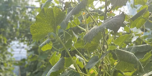 Summer Suppers at Cambridge Cookery & Wine School