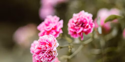 Rose Garden Mini Sessions