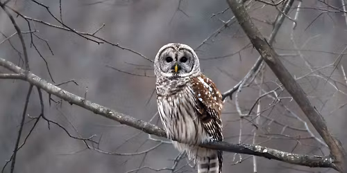 Owl Hike for Adults