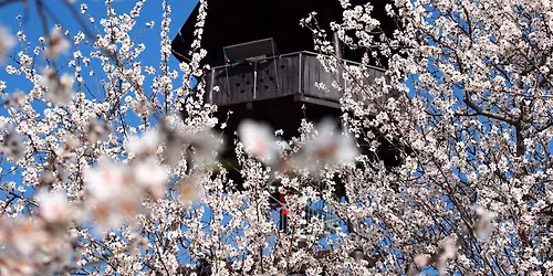 Dny mandlon\u00ed a v\u00edna 2026 na Star\u00e9m vrchu