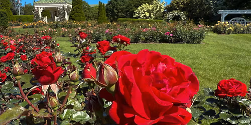 National Red Rose Day