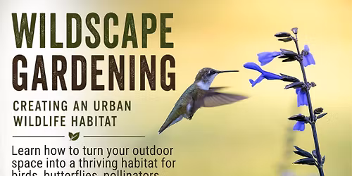 Wildscape Gardening: Creating an Urban Wildlife Habitat