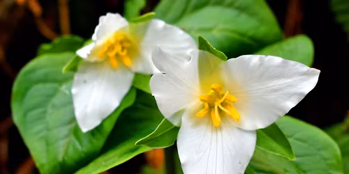 Beal Footprints: Spring Ephemerals