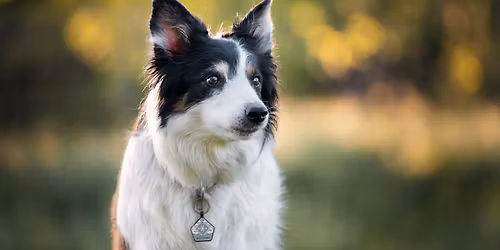 Austrian AWI Qualifier and UFO Major