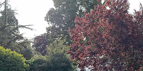 Manuden Open Gardens and Classic and Sports Car Show