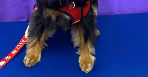 Paws to Read with a Therapy Dog