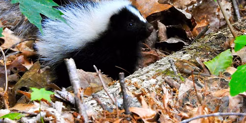 Preschool Story Hour: Nocturnal Animals