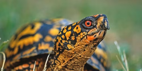 WVLT Turtle Day 2026!