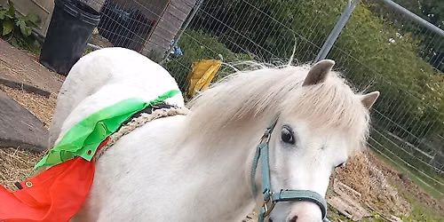 TABLE TOP TACK SALE 