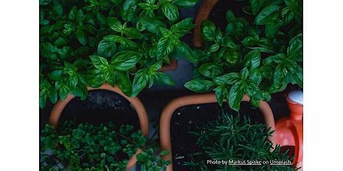 Frederick County Master Gardeners:  Growing Herbs Here & There