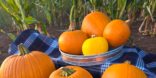 Pick your own pumpkins 