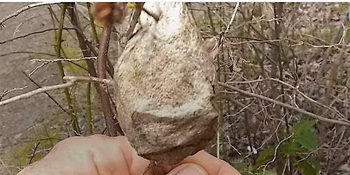 Winter Insects Indoor Talk