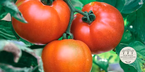 Winter Kitchen Gardening in South Florida 