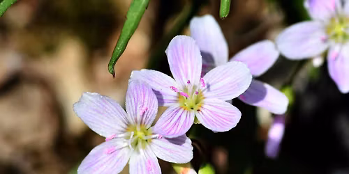 Mother\u2019s Day Bingo Hike