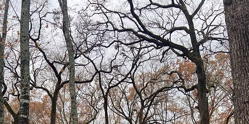 Run For Trees