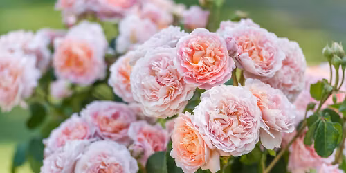 Rose Pruning Masterclass with David Austin Roses