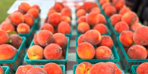 City of Tuscaloosa Tuesday Farmers Markets — 1900 Jack Warner Pkwy, Tuscaloosa, AL, United States, Alabama 35401
