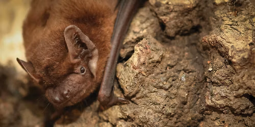 Bat Walk