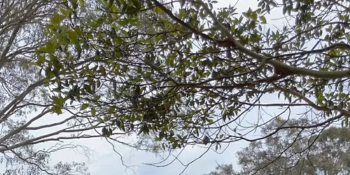 MOvember MOtorcycle Ride