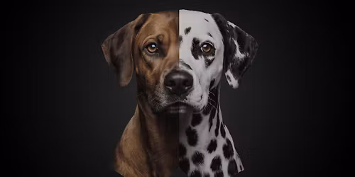 Dalmatiner trifft Rhodesian Ridgeback