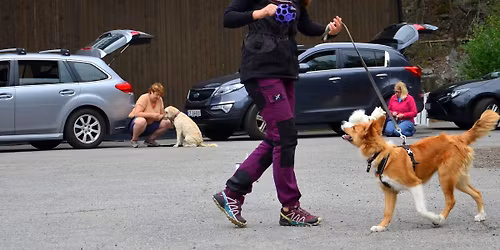 Foredrag: Bli en bedre hundetrener!