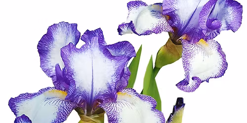 Irises - Watercolour workshop - Colchester, Sat 10am