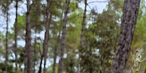 ABEDULAR Y PINAR DE CANENCIA