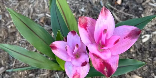 Hindustani classical & devotional music performance