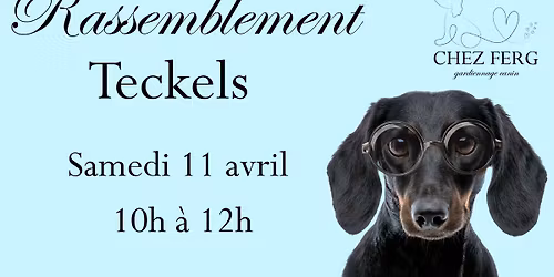 Rassemblement de teckels