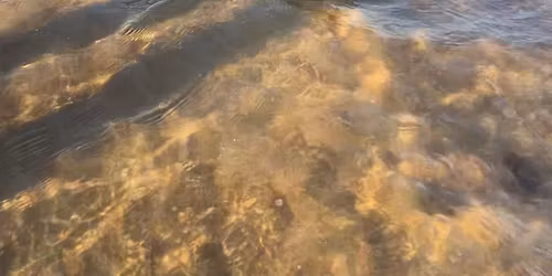 November Greyhound Walk